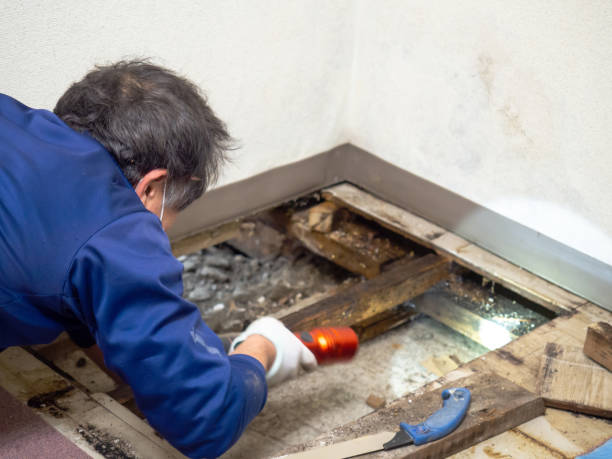 Best Emergency Mold Removal  in Ambridge, PA