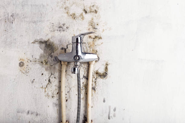 Trusted Ambridge, PA Mold Removal Experts