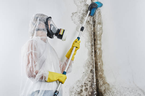 Best Affordable Mold Removal  in Ambridge, PA
