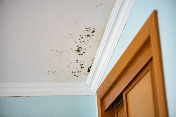 Best Water Damage Restoration  in Ambridge, PA