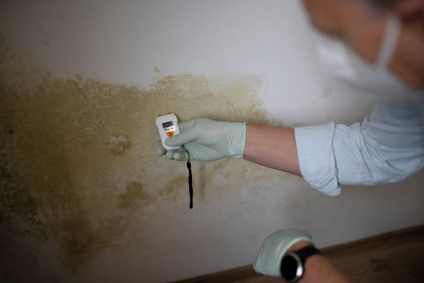 Best Fast Mold Removal  in Ambridge, PA