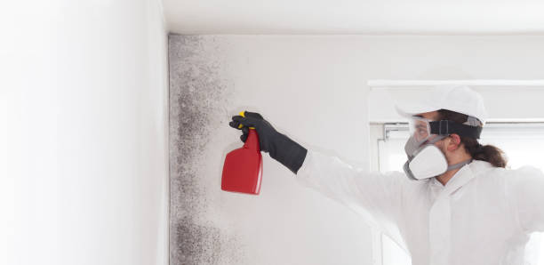 Best Mold Testing  in Ambridge, PA