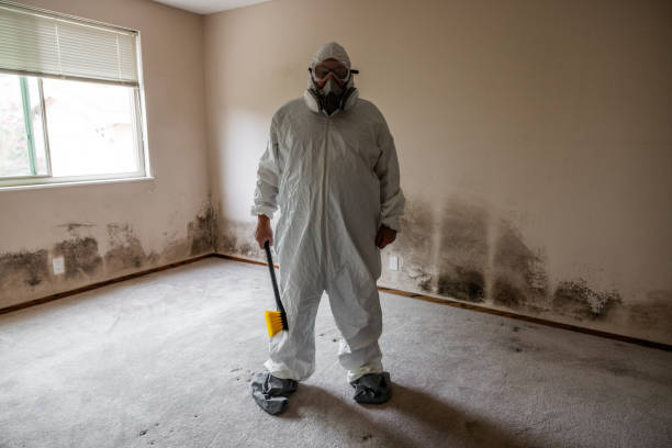 Best Local Mold Removal Service  in Ambridge, PA