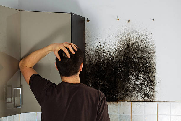 Best Best Mold Removal Companies  in Ambridge, PA