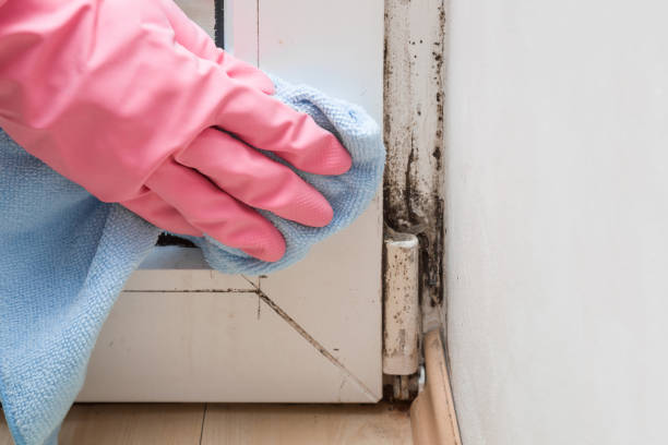 Best Mold Cleaning Services  in Ambridge, PA