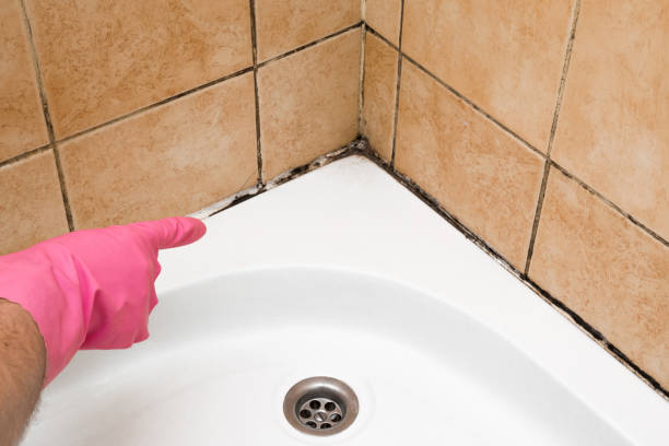 Certified Mold Removal in Ambridge, PA