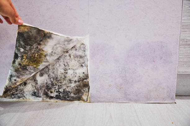 Best Mold Remediation Experts  in Ambridge, PA